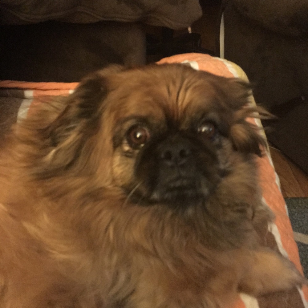 Meet your Posher, Kelly ann